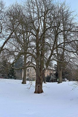 Aesculus hippocastanum - jírovec koňský (maďal) - zimní habitus (34)